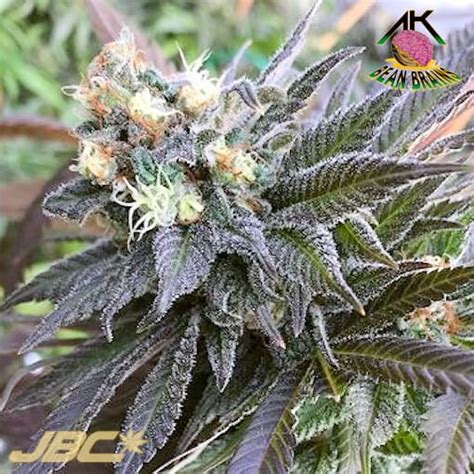 ak bean brains|akbb seeds.